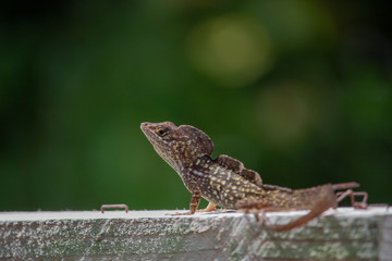 Cuban brown anole in Florida 