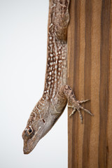 Cuban brown anole in Florida 