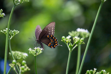 Beautiful butterflies coloring the world
