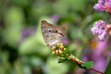 Beautiful butterflies coloring the world