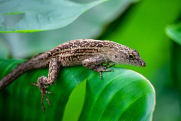 Cuban brown anole in Florida 