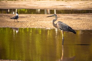 Florida bird strolling around with seagull in the back