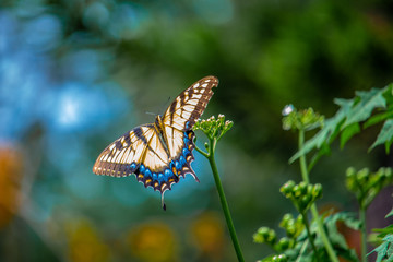 Beautiful butterflies 