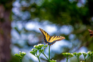 Beautiful butterflies 