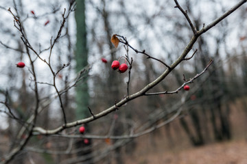 Sprig of hawthorn in late autumn. Autumn colors the trees and highlights them with colorful colors. The most beautiful time of the year is autumn, a variety of colors and forest landscapes