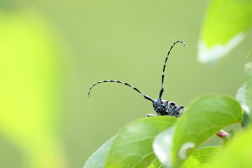 ゴマダラカミキリ