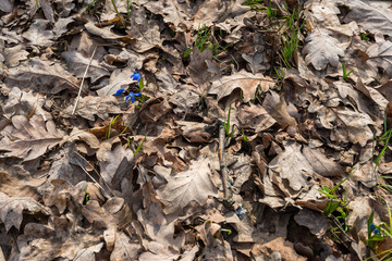 Snowdrops. A new life passes through old leaves. Snow falls, the sun warms and the first flowers come out.