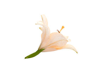 bright lilly flower isolated on the white