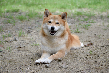 柴犬・笑顔