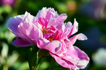 The chinese herbaceous peony flowers in blossom.