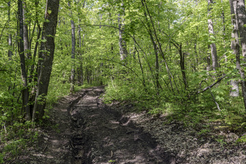 Obraz premium Impenetrable roads in the forest after melting snow. Spring mood in the forest, impassable roads after the flood of the river, young greens and birds singing, a new life unfolds