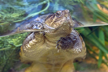 Curious Snapping Turtle Close Up