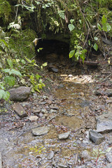 Natural Spring Trickles Out From a Woodland Cave