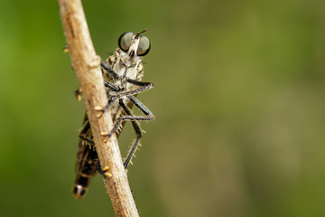 Image of Robber fly(Asilidae) on a tree branch. Insect. Animal.