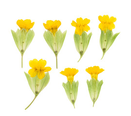Pressed and dried maroon primrose flowers - primula polyanthus. Isolated on white