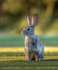 Desert jackrabbit sitting on the lawn at sunset
