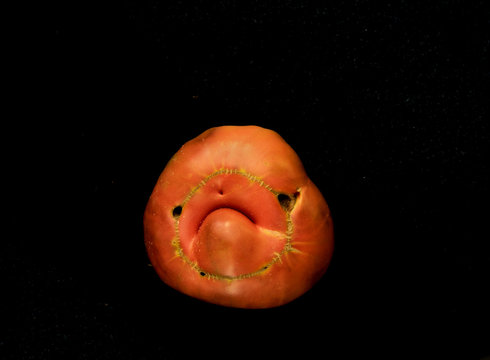 A homegrown tomato with a bruised head and a very sad face