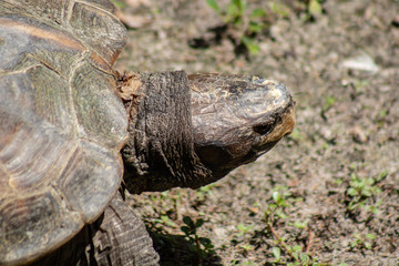Gopher tortoise