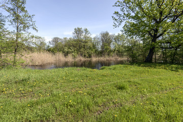 Yellow dandelions first meadow flowers. Spring mood in the forest, impassable roads after the flood of the river, young greens and birds singing, a new life unfolds