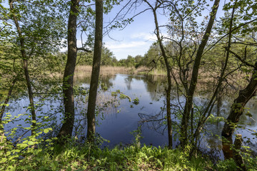 Fototapeta na wymiar Spring landscape sketch, calm river on a sunny day. Spring mood in the forest, impassable roads after the flood of the river, young greens and birds singing, a new life unfolds