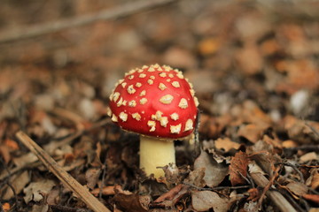 fly agarus