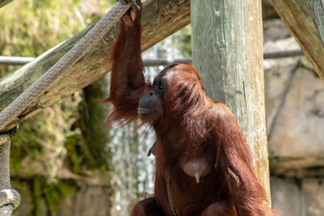 Female bornean orangutan © Suzanna