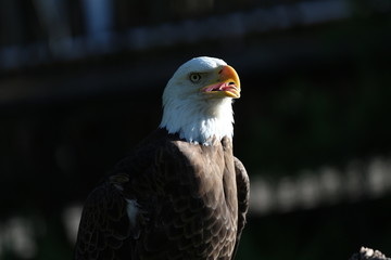 Bald Eagle 