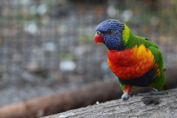 Lorikeet / Colorful Tropical Bird / Parrot on wood 