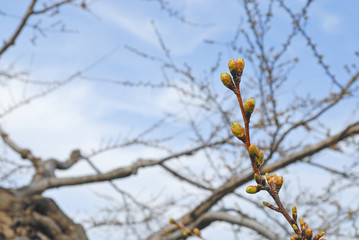さくら　つぼみ　枝　素材