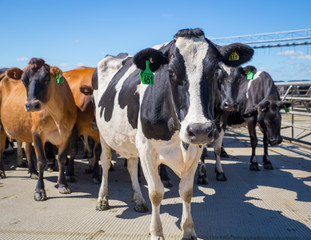 Dairy cows head into the milking shed 