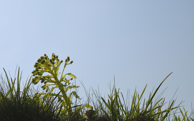 ふきのとう　草　素材