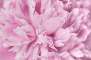 Pink petals with blurred focus