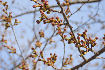 さくら　つぼみ　空　枝　素材