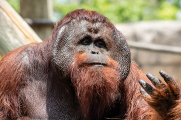 Male bornean orangutan