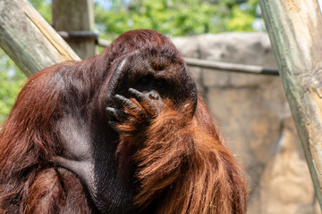 Male bornean orangutan
