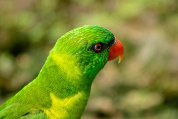 Green lorikeet