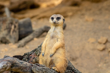 Meerkat