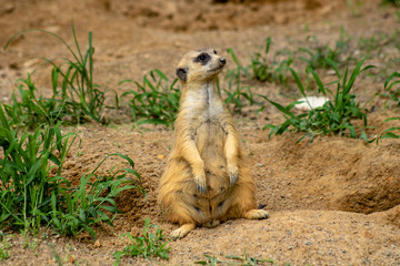 Meerkat