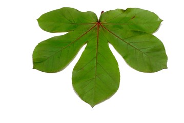 Top view of green leaves isolated on white background, Ecological Concept, Space for text in template