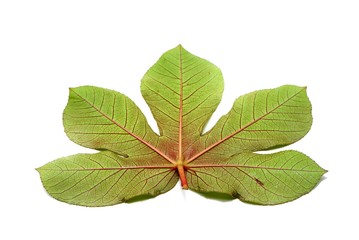 Fototapeta premium Top view of green leaves isolated on white background, Ecological Concept, Space for text in template