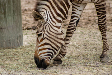 Fototapeta na wymiar Hartmann's mountain zebra