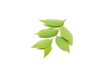 Top view of green leaves Phyllanthus acidus, Ecological Concept (Star-goose berry, Otaheite-goose berry, Euphorbiaceae)