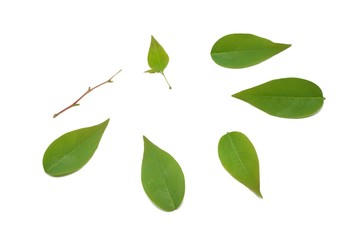 Top view of green leaves Phyllanthus acidus, Ecological Concept (Star-goose berry, Otaheite-goose berry, Euphorbiaceae)