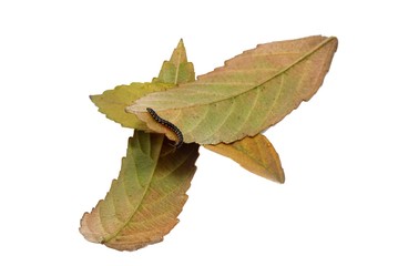 Close up of little Chilopoda walking on leaves isolated on white background (Centipedes bug)