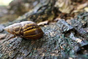 Soft Focus of snail on the trunk tree in forest (Helix pomatia, Burgundy snail), Ecological Concept, Space for text in template