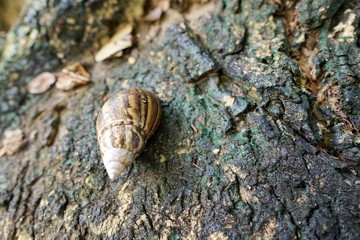 Soft Focus of snail on the trunk tree in forest (Helix pomatia, Burgundy snail), Ecological Concept, Space for text in template