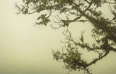 Fog down the tree It is beautiful in nature. It can be seen in the winter or cool and humid.