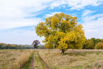Fototapeta premium Autumn paints foliage of trees in different colors, from light yellow to dark brown