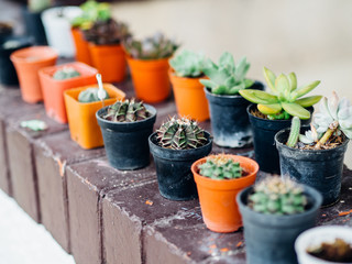 Close up of small growing cactus plants in pots.