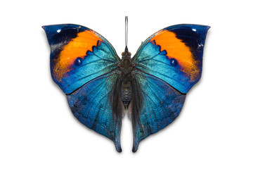 Obraz premium Orange oakleaf butterfly